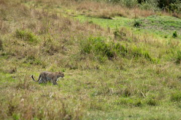 Leopard walking in the mid of grasses at Masai Mara, Kenya
