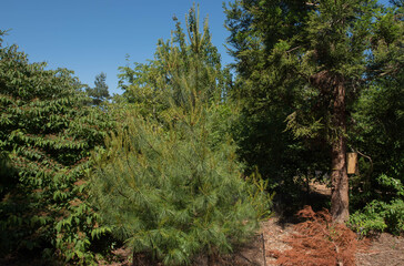 Green Foliage of an Evergreen Coniferous Armand or Chinese White Pine Tree (Pinus armandii) Growing in a garden with a Bright Blue Sky Background in Rural Devon, England, UK