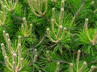 Pinus mugo, known as bog, creeping, dwarf mountain or Swiss mountain pine