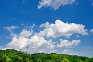 Fototapeta premium Fresh green trees and blue sky with clouds 新緑の木々と青い空の雲 