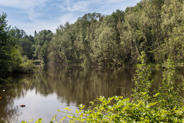 nature in holland with green and water