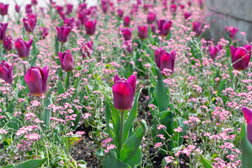 Dark red maroon tulip flower or flowering tulipa with bokeh