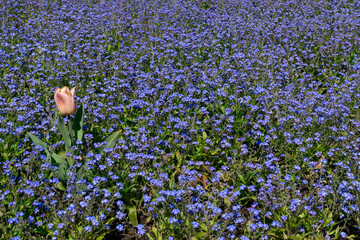 Small blue flowers on a flower bed in the garden