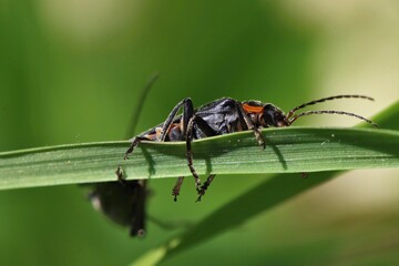 A pair of copulating beetles on a leaf of grass. Macro.