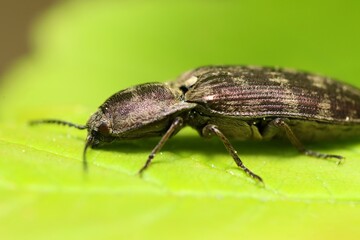 Beetle (family Elateridae) on a green leaf. Macro.
