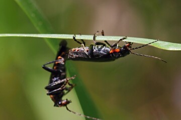 A pair of copulating beetles on a leaf of grass. Macro.