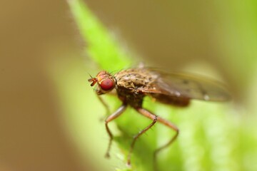 Strange fly (Scatophaga stercoraria) sitting on a green leaf. Green background. Bokeh. Macro.