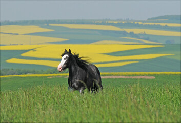 Shire Horse Stute auf der Weide