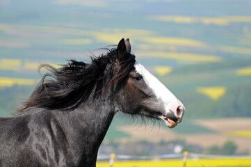 Obraz premium Shire Horse Stute Kopf