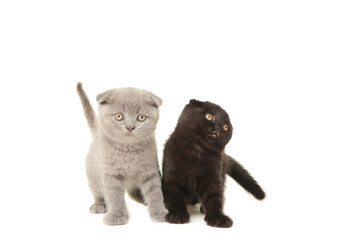 Obraz premium Black and grey british kittens isolated on white background