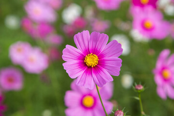 pink cosmos flower