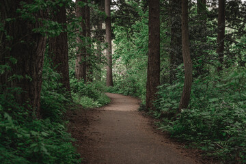 Pacific Northwest greens op een wandelpad in een weelderig bos