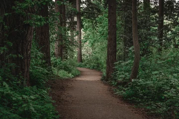 Keuken foto achterwand Bosweg Pacific Northwest greens op een wandelpad in een weelderig bos
