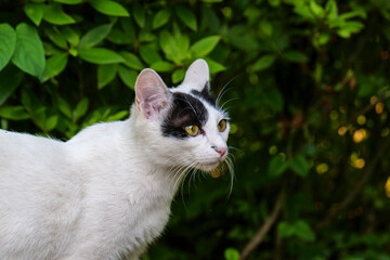 One black and white kitten in the woods.