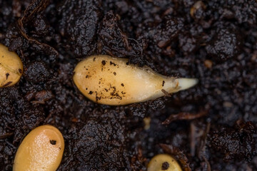 Seeds germinate on the soil. Flax seed boring. Super macro photo. Planting flax seeds. The texture of black soil.