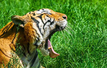 Tigre Bostezando