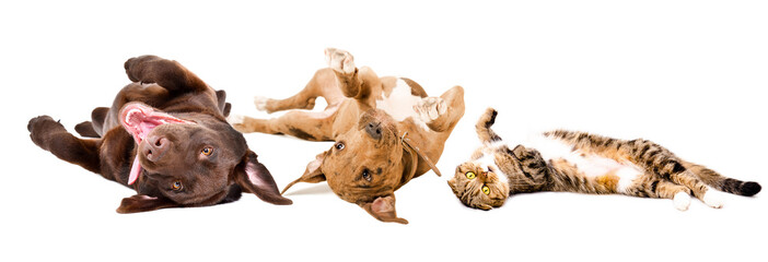 Funny puppies Labrador and Pitbull and cat Scottish Fold lying on his back isolated on a white...