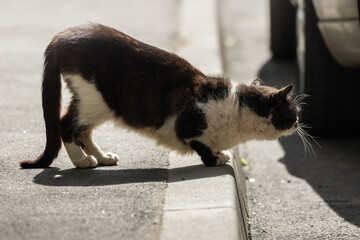 A stray two-color cat sneaks up behind another animal and crouches, photo on the side and on the sidewalk - obrazy, fototapety, plakaty