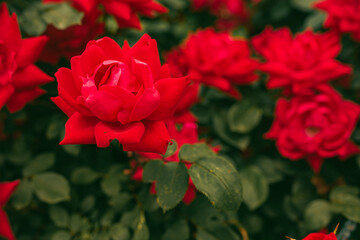 Red Rose on a bush in the Garden