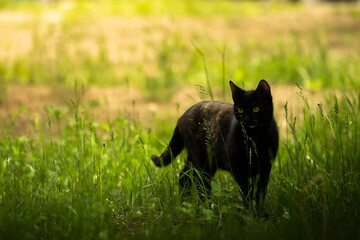 A stray cat defends its territory, stray animals near us