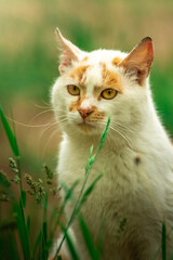 Beautiful stray cat without a house portrait on a green background