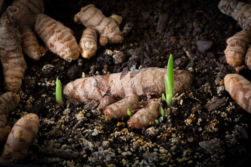 Turmeric root with sprouts. All on a background of black earth - Curcuma longa.
