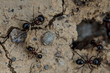 Ants. Macro photo. Colony of termites. House of ants. Ants are working. Formic prey. Ants at the entrance to the termite mound. Clods of land. Sand. Small stones