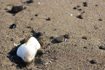 Corals and died sea creature lying on the beaches of Andaman & Nicobar island,