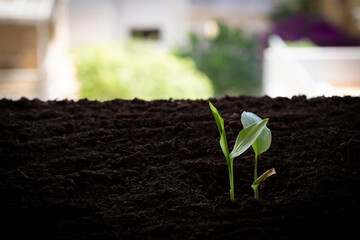 Black ground turmeric seedling - Curcuma longa.
