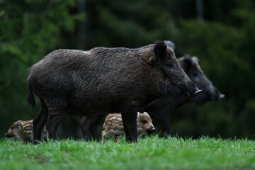 Wild boars with piglets in the forest