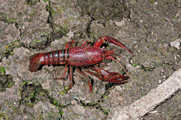 Swamp crayfish, Louisiana crawfish (Procambarus clarkii) - Louisianakrebs
