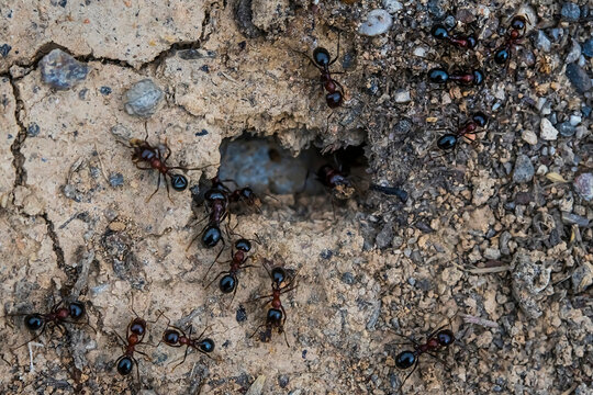 Ants. Macro photo. Colony of termites. House of ants. Ants are working. Formic prey. Ants at the entrance to the termite mound. Clods of land. Sand. Small stones
