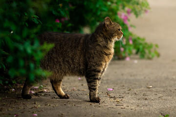 Obraz premium A slender cat peeks out from behind a bush, due to grass