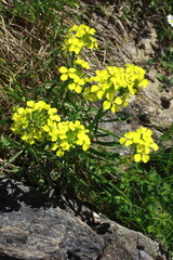 Schweizer Schöterich, Erysimum rhaeticum