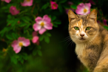 Beautiful cat on a background of a bush with flowers, a stray animal