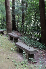 Benches under the tree in the park