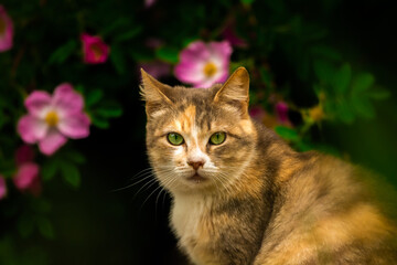 Naklejka na ściany i meble Beautiful cat on a background of a bush with flowers, a stray animal