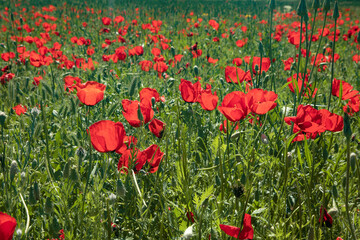 Naklejka premium the red tulip field