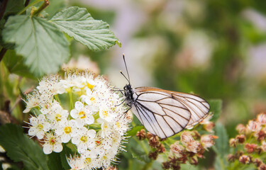 white butterfly on a blooming tree