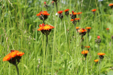 A group of Orange Hawkweed flowers, Fox and Cubs, Pilosella aurantiaca, flowering in a summer meadow on a natural green foliage background