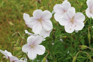 Pale pink Cranesbill flowers, Kashmir White, Geranium clarkei blooming in summer