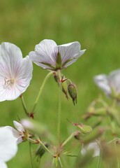 Pale pink Cranesbill flowers, Kashmir White, Geranium clarkei on a green background
