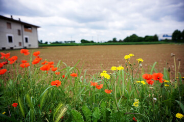 Fioriture in campagna