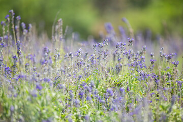 field of lavender flowers