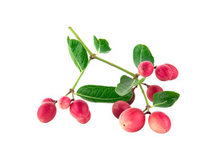 Koromcha fruits isolated on white background