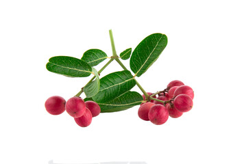 Koromcha fruits isolated on white background