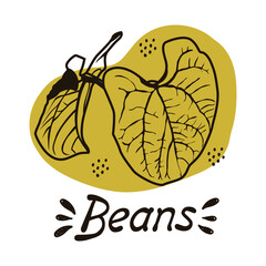 Vector outline drawing of a handmade bean bush on a white isolated background. Bean leaves line, sketch. Registration of cards, menus, banners, printing on fabric, covers