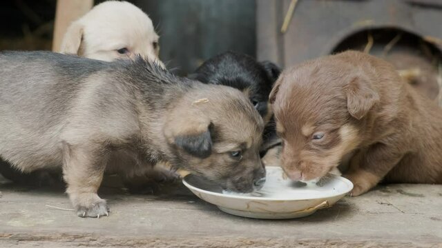 Cute puppies drink milk from one bowl. Beautiful clumsy dogs are playing. Close up