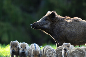 Wild boar with piglets in the forest