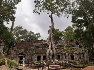 Fototapeta na wymiar Climbing tree into the sky through the ancient temple in Angkor What, Cambodia